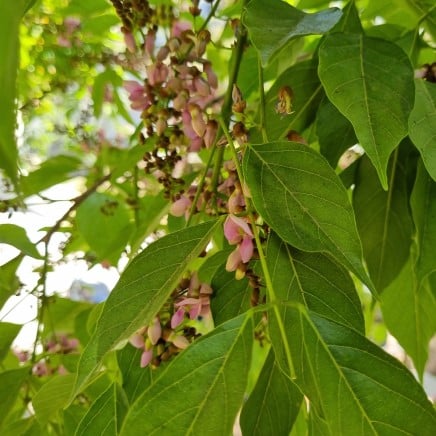 Actif naturel Pongamia